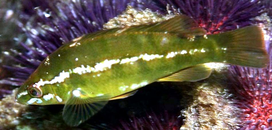 Labrus viridis_0009